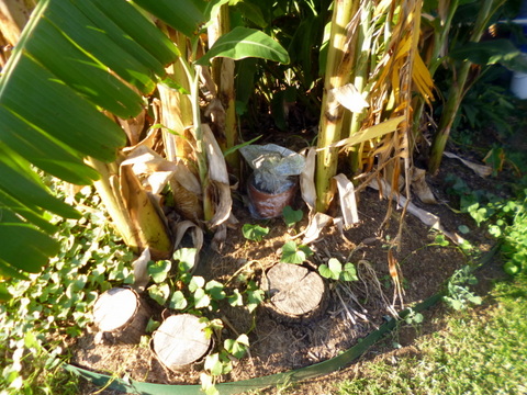 Here it is in a well lit area but out of direct sun