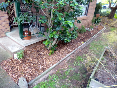 Mulch installed