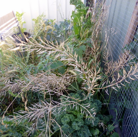 Seed pods (siliques) drying on the plant