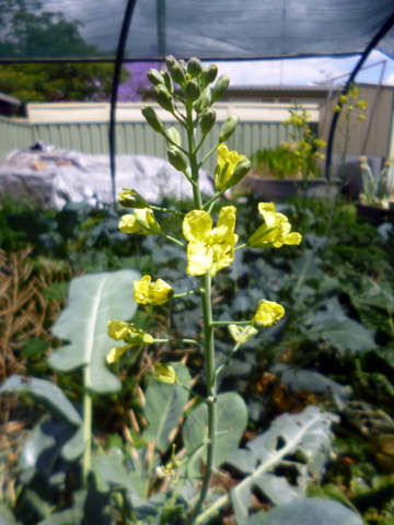 Brassica Flowers