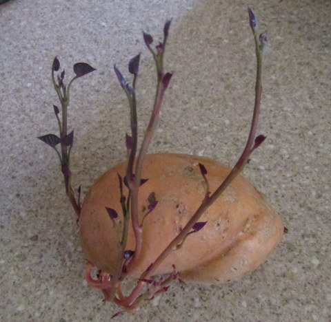 Slips growing on a sweet potato