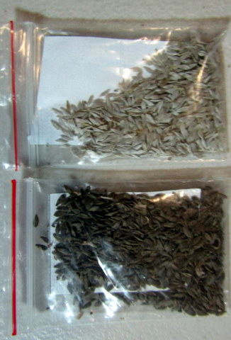 Oakleaf (top) and Green Mignionette seeds