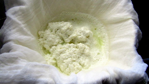 Curds in the cheesecloth draining