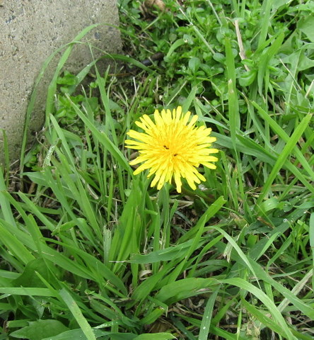 Dandelion Flower