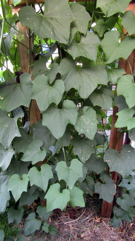 The humble choko - grown for its fruit but we can eat the leaves!