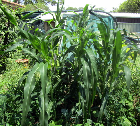 We do grow our own corn, sometimes!