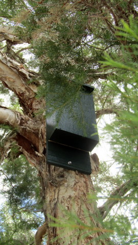 On of two front yard microbat roosting boxes