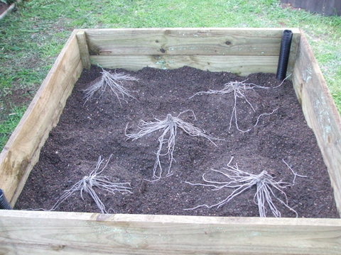 Wicking bed partially filled, with asparagus crowns in place