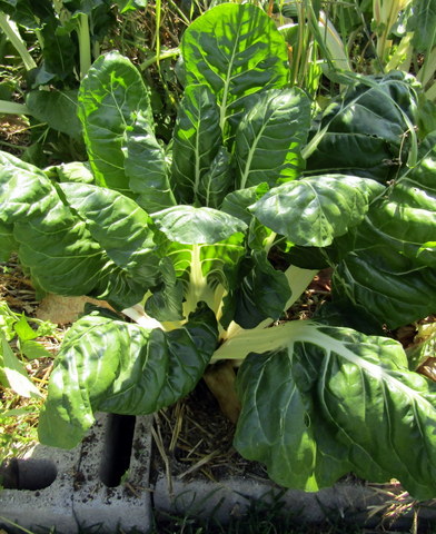 Silver Beet is a quick grower and a good cut-and-come-again veg