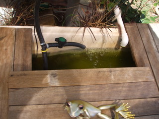 Aquaponics fish pond (covered)