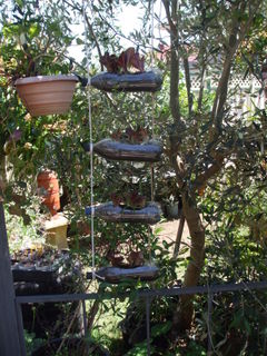 Drink bottles recycled to grow plants