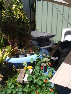 Aquaponics, another setup