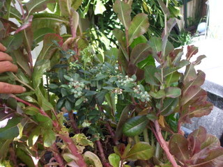 Blueberries growing in aquaponics growbed