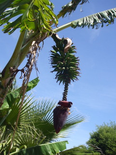 Who says bananas won't fruit this far south?