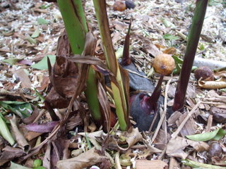 Taro - the new crop of spikes