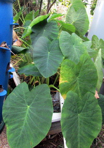 The constructed wetland (from the south)
