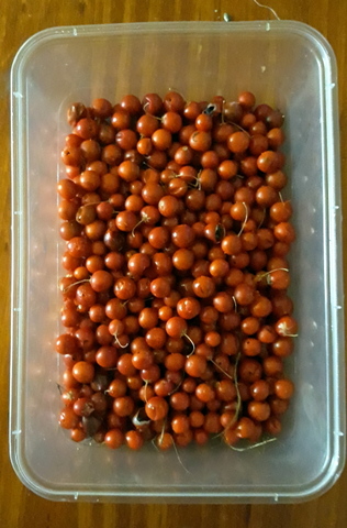 Harvested berries Harvested berries