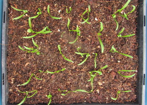 The new one - Comin' up!