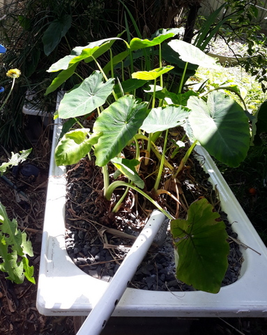 Our Constructed Wetland