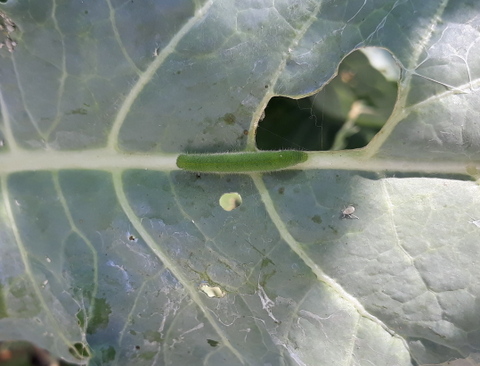 Pest or Chook Treat?