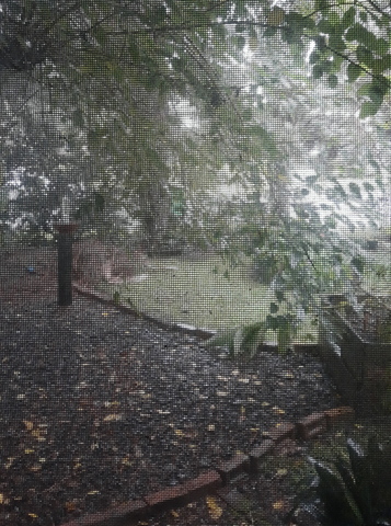 View from the window (rainy day!)