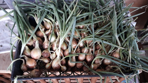 Onions Drying Onions Drying