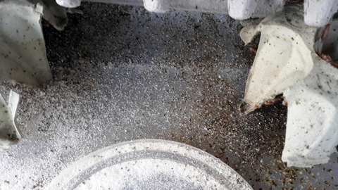 Frass (cricket poo!)