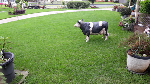 The Great Australian Front Lawn (complete with cow!)