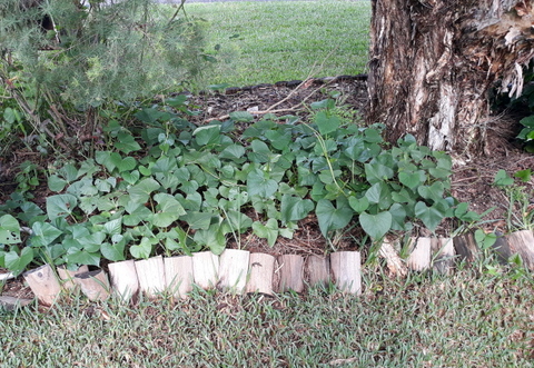 Sweet potato