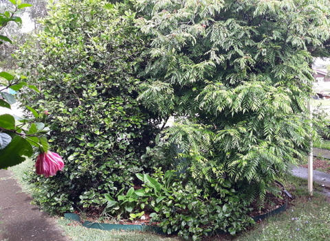 The fruit tree circle is between the font window and the road