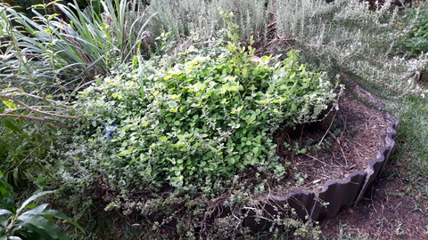 Our herbs in the herb spiral (wedding cake)