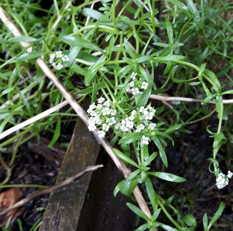 Sweet Alyssum a great insectary plant