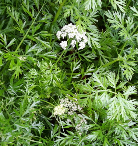 This carrot flower is edible, insectary and the same as Queen Anne's Lace