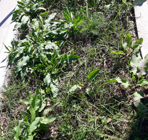 Dock also colonising the area