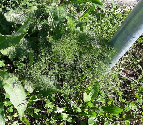 Fennel Plant
