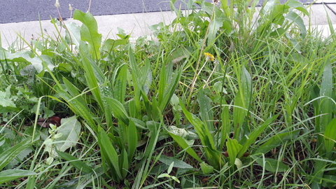 Ribwort Plantain
