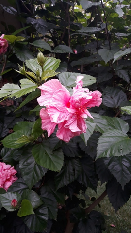 Hibiscus - Beautiful, edible and makes great shampoo!