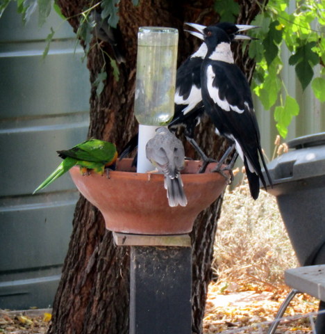 IMG 1509 001