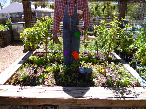 Wicking Bed and Friend