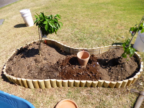 Surround up and trees in