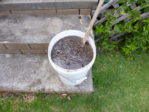 Looks disgusting and smells worse! the nutrient solution