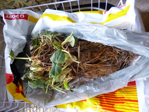 Mail order strawberries