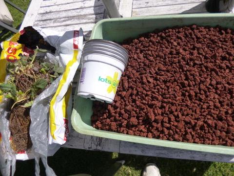 Scoria to go into the pots