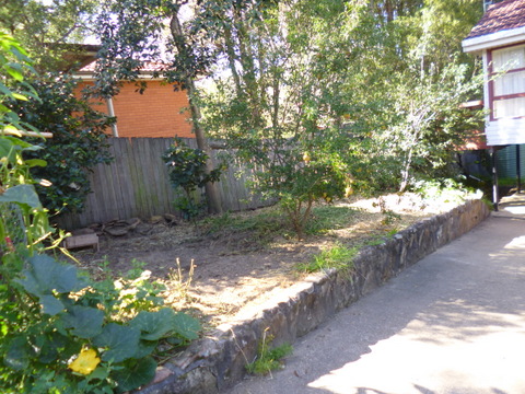 Area most recently cleared by the chooks