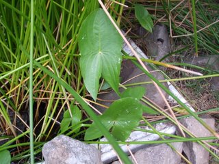 Close up of Arrowhead Leaf Close up of Arrowhead Leaf