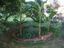 Banana Circle - late the following Summer