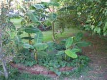 Showing Sweet Potatoes