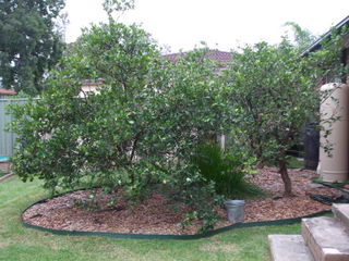 The Lemonade tree (L) and Lemon Tree (R)