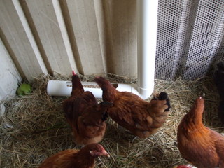 The chooks give it their seal of approval The chooks give it their seal of approval