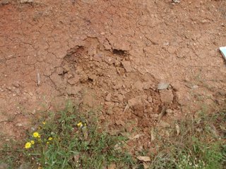 Roadside cutting after winning a bit of clay